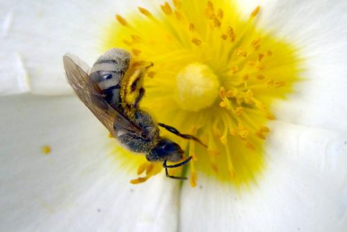 Réf. 231 110 : Lasioglossum prasinum